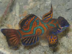 The rare little Mandarin Fish, taken at Milne Bay, PNG Se... by Lisa Riley 